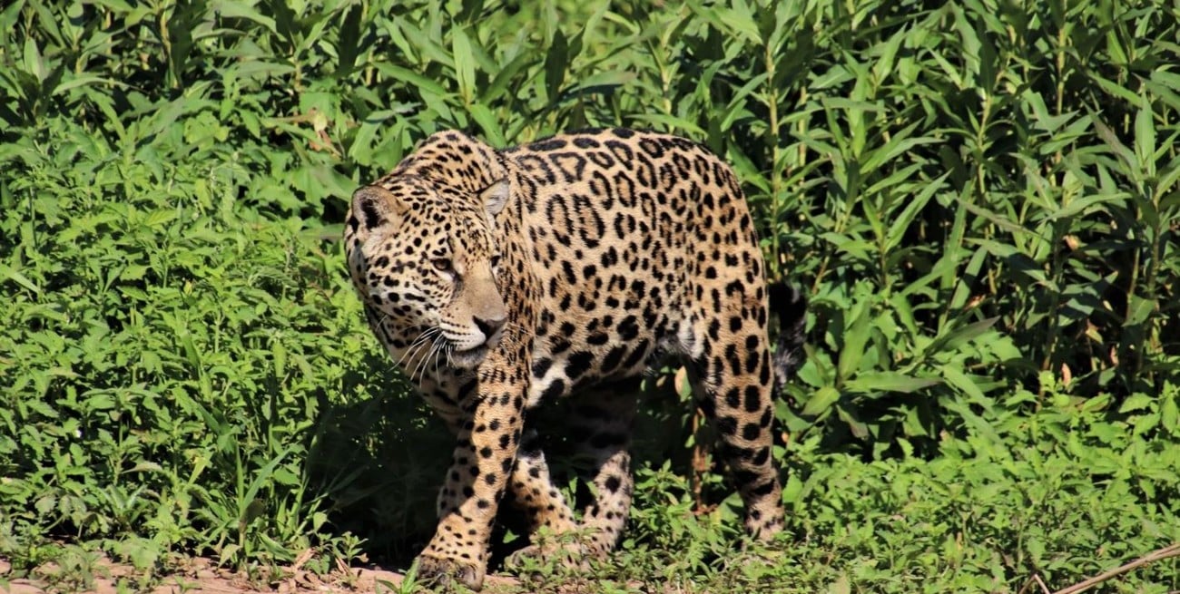 Brasil amplió en un 70 % dos áreas protegidas en el Pantanal