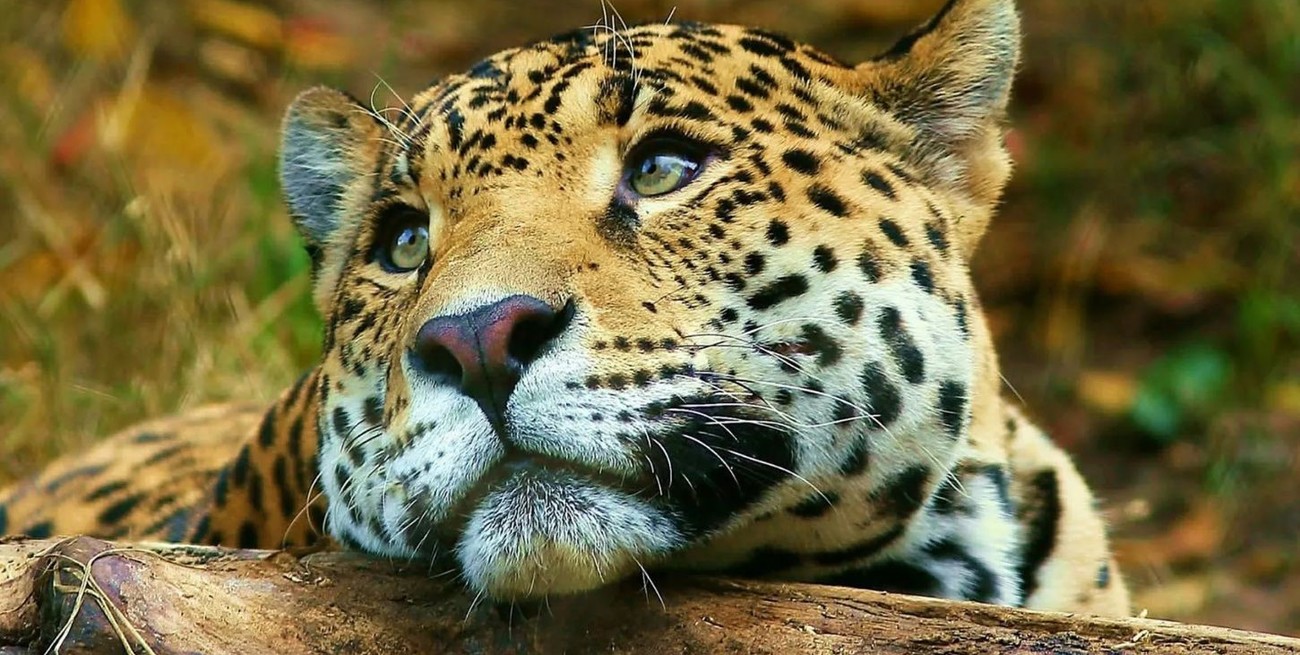 Día Internacional del Jaguar: un gran felino con un pasado mítico y un futuro incierto