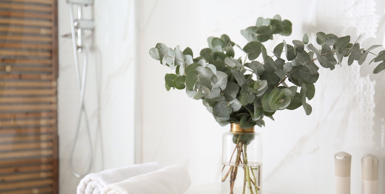 Hogar sin arañas: las 5 plantas aromáticas que ayudan a mantenerlas lejos