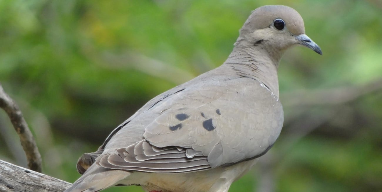 Las palomas como plaga, media sanción en el Senado de Santa Fe