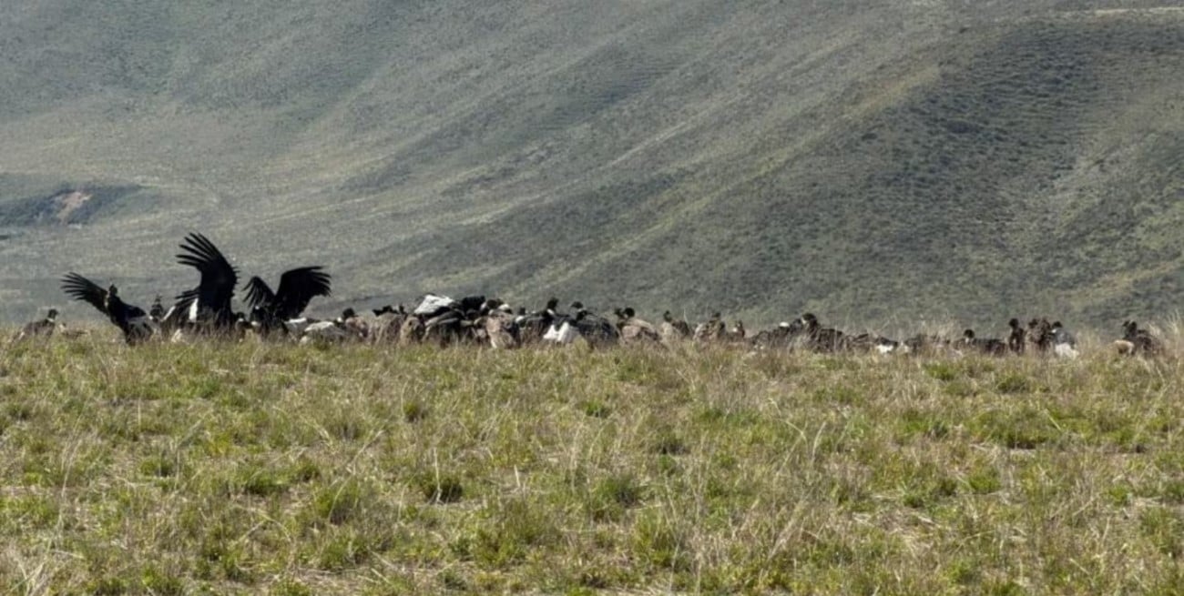 Mendoza registró un avistaje histórico de 90 cóndores y batió el récord nacional