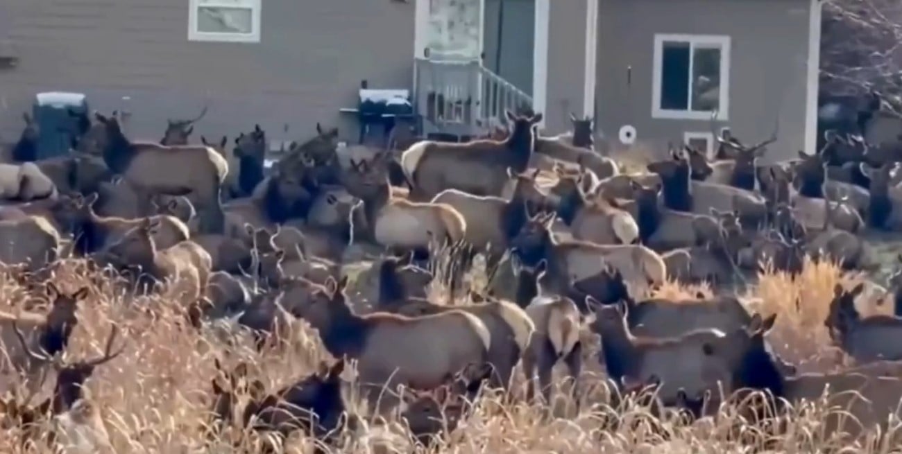 Una manada de alces invadió patios traseros en Colorado y sorprendió a los vecinos