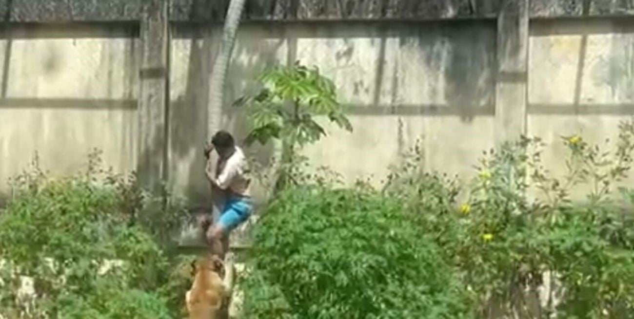 Tragedia en un zoológico de Brasil: un joven murió atacado por una leona tras meterse en la jaula