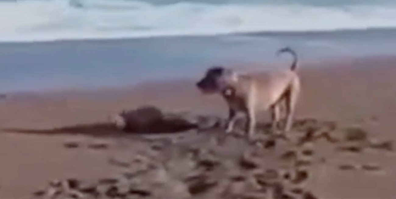 Buscan al dueño de un perro que atacó a un lobo marino bebé en una playa de Chubut