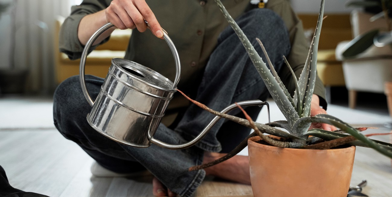 Cómo devolver la vida a tus plantas secas usando tres ingredientes simples
