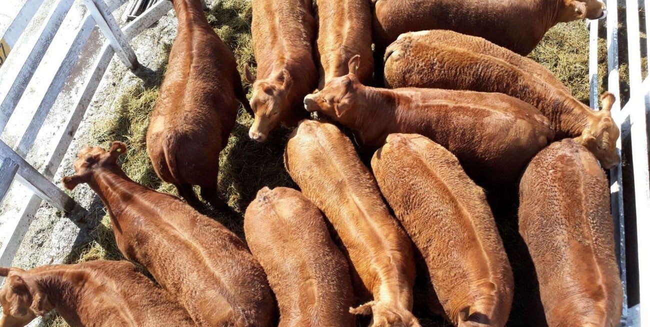 Primer remate del año en ROSGAN: demanda sólida, oferta escasa y valores sostenidos