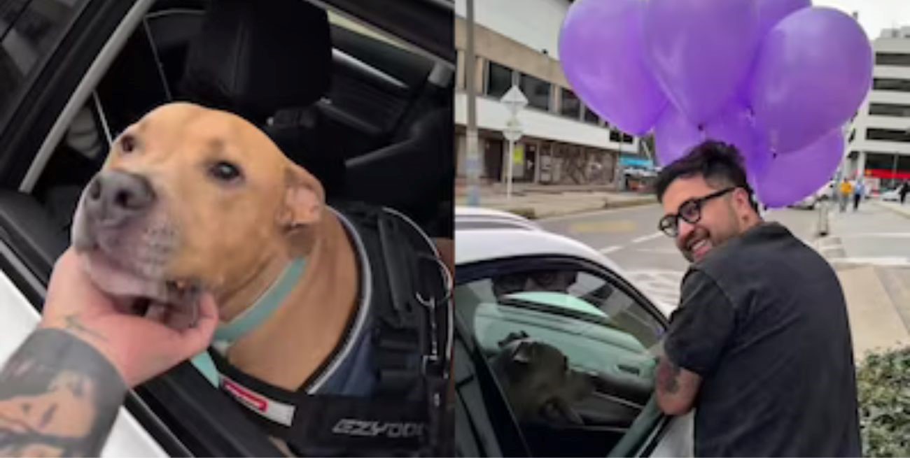 Video: el conmovedor festejo de un perro que logró vencer al cáncer y se volvió viral