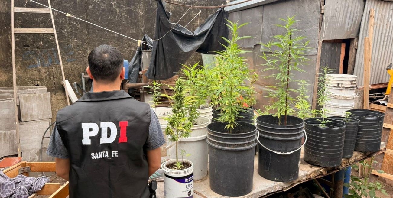 Adolescente robó a una jubilada, fue detenido y le hallan 32 plantas de marihuana en su casa