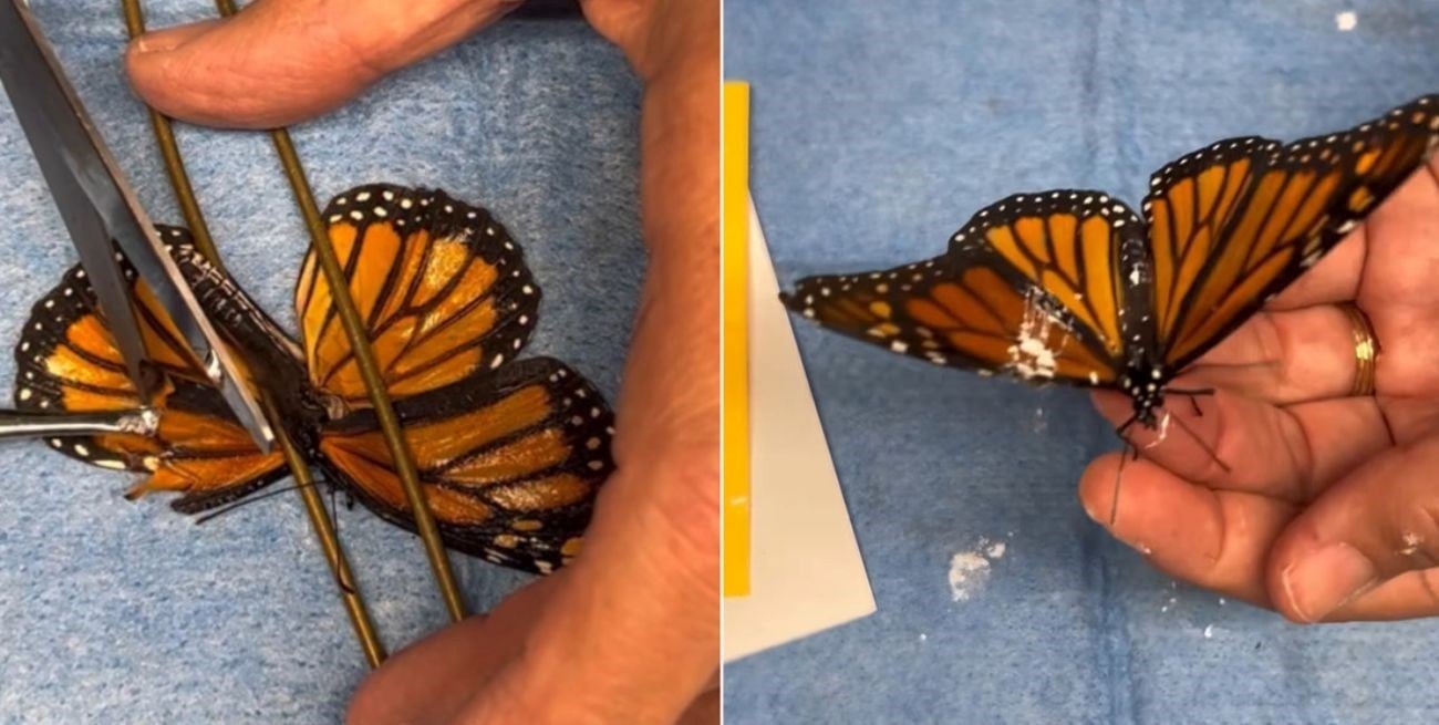 Le salvaron el vuelo: el trasplante de ala a una mariposa que enternece a las redes