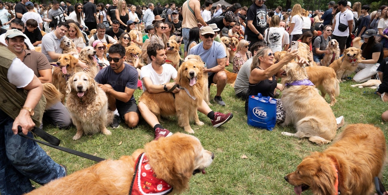 Una juntada de casi de 2.400 perros golden retriever en Palermo rompe un récord mundial