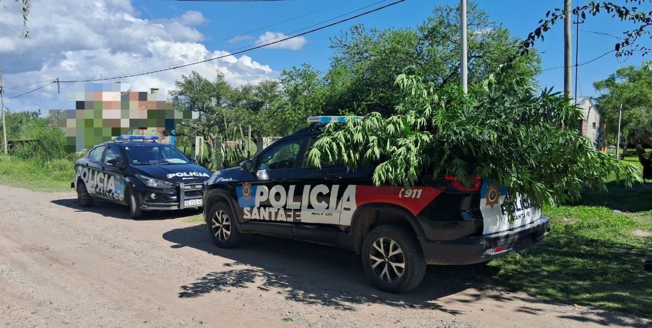 Sauce Viejo: operativo por violencia de género terminó con secuestro de plantas de cannabis