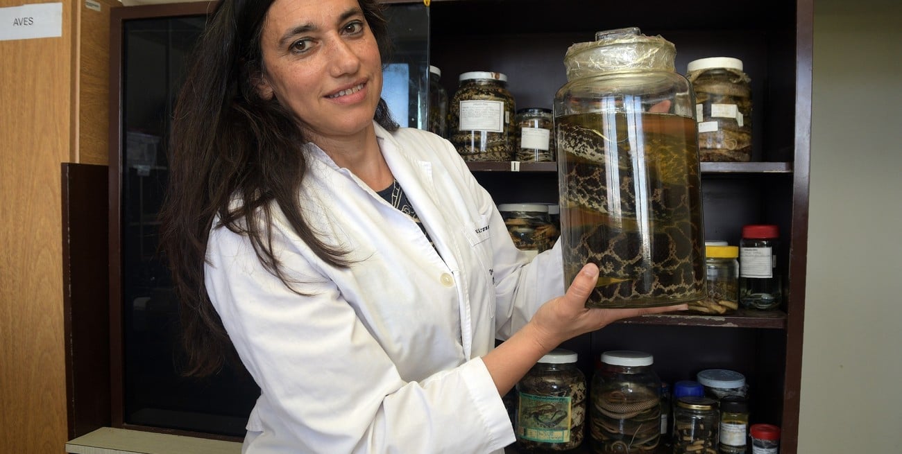 Serpientes del Neotrópico: la colección santafesina que resguarda la historia natural del sur global