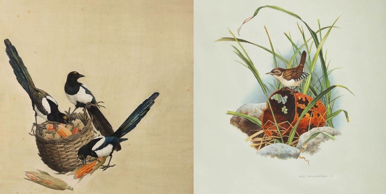 Axel Amuchástegui: la historia del pintor que documentó la fauna