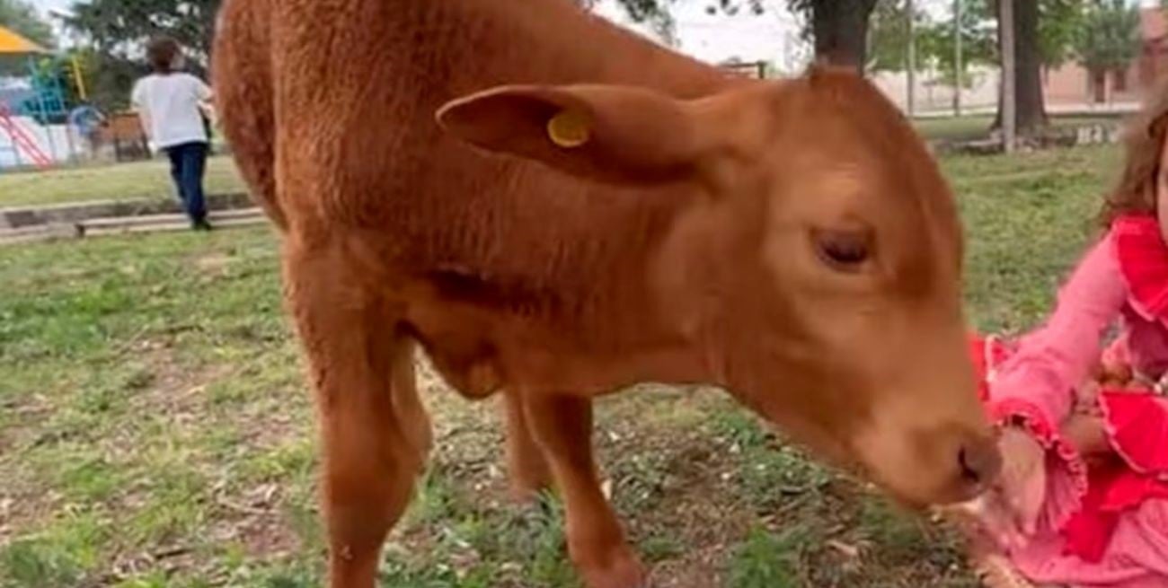 Indignación en Córdoba: mataron y carnearon al ternero que era la mascota de una escuela 