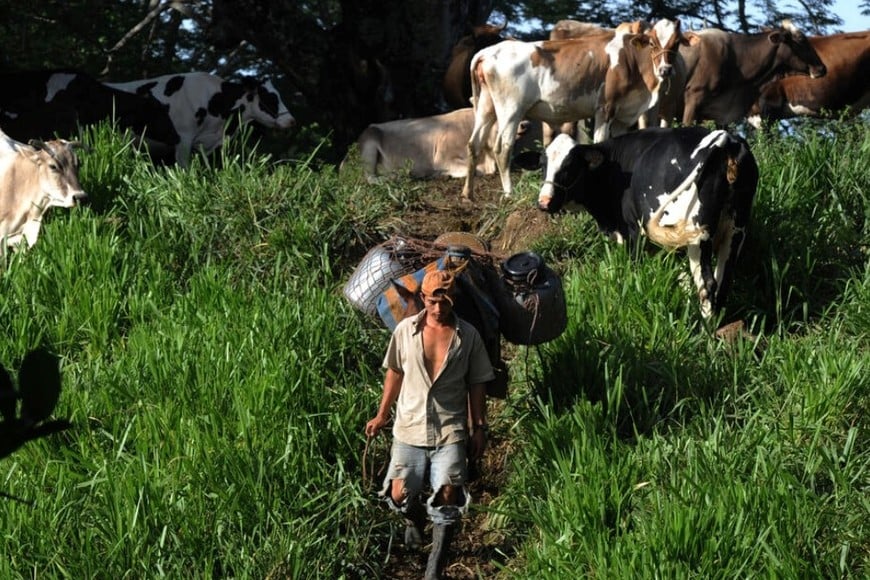 El trabajo se titula "Sistemas de producción ganadera en humedales de Argentina".