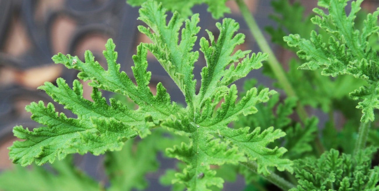 La planta que mantiene lejos a los bichitos de luz de tu hogar