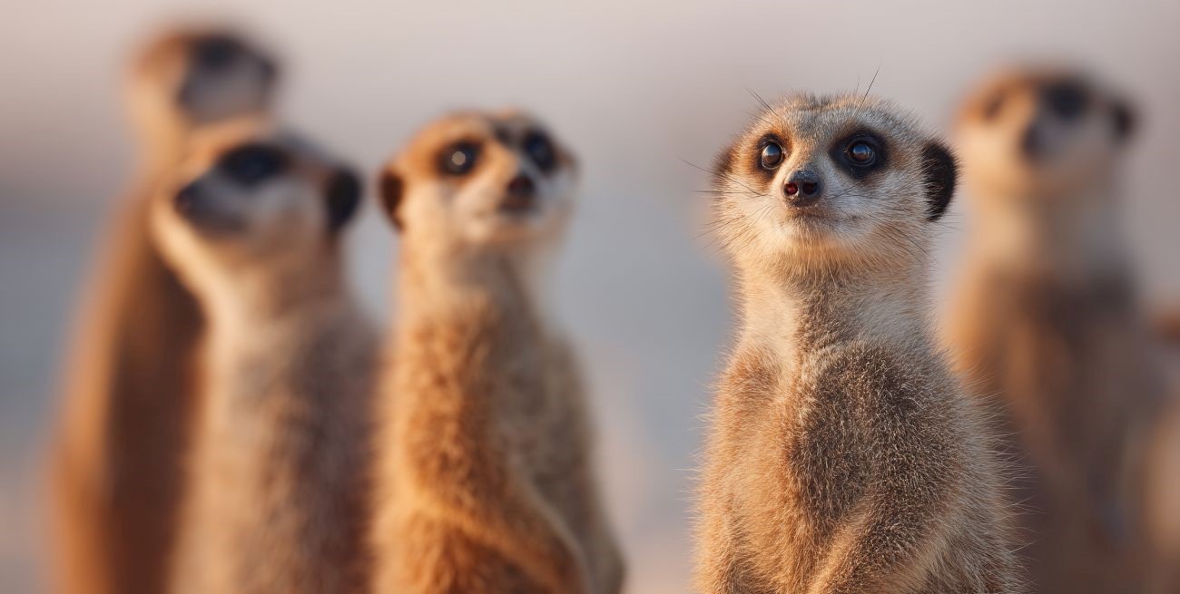 Un estudio científico compara el porcentaje de monogamia humana con otras especies de mamíferos