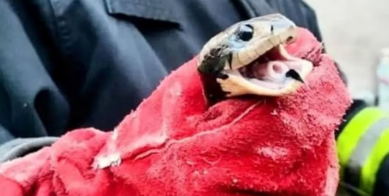 Hallaron una boa de más de 2 metros en una casa en Salta