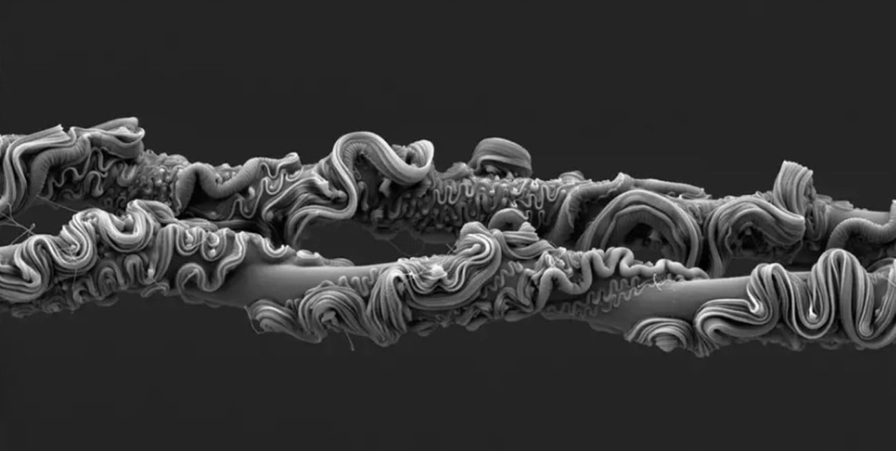 La foto inesperada de un científico argentino ganó un reconocido premio internacional