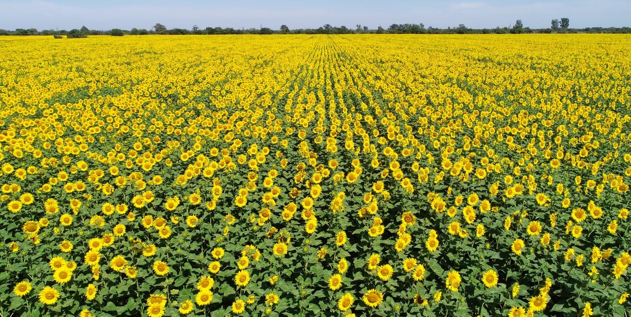 Ya está vigente la baja de retenciones a granos y subproductos agrícolas en Argentina