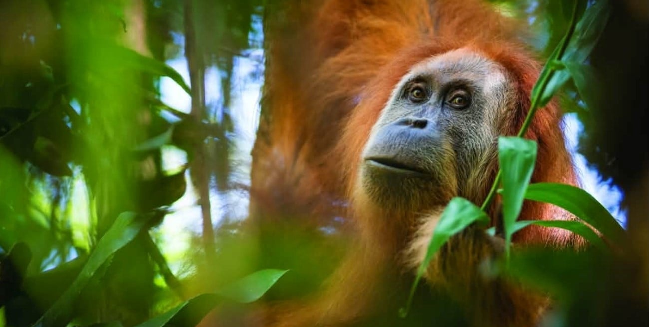 Temen que el orangután más raro del mundo haya sido arrasado por las inundaciones en Sumatra