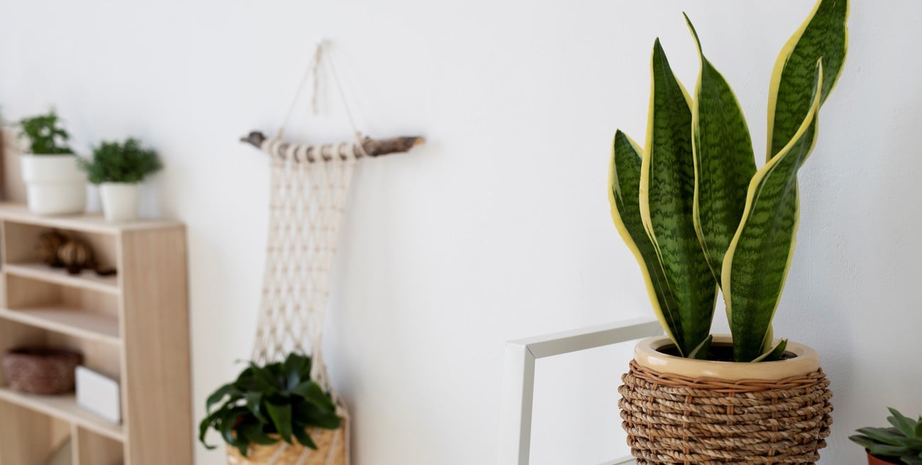 Los riesgos ocultos de la lengua de suegra y cómo proteger a tu familia