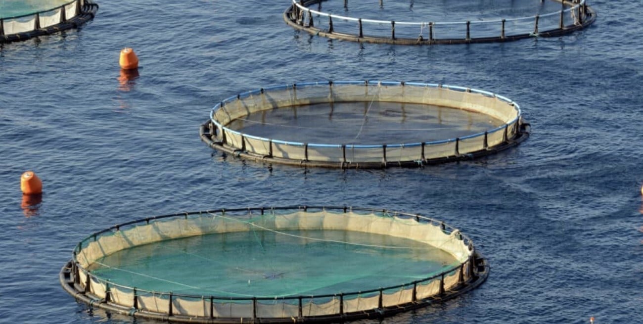 Una provincia argentina aprobó una nueva Ley de Acuicultura Sostenible