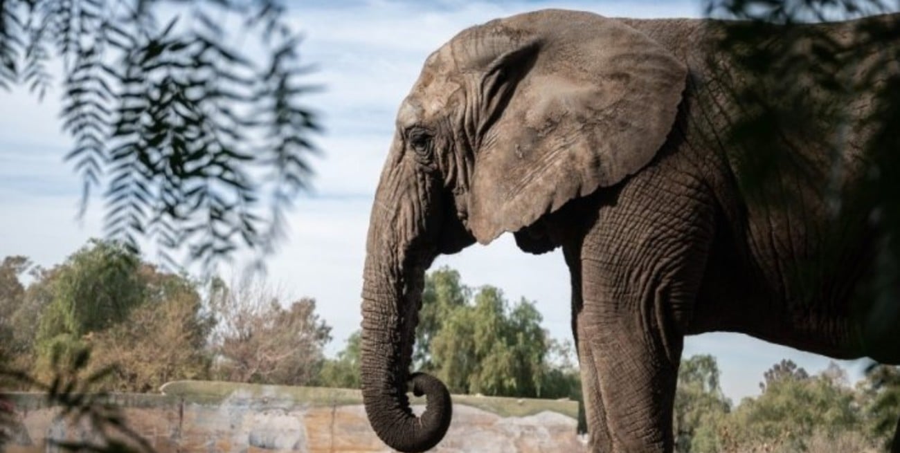 Murió Kenya, la elefanta trasladada desde el Ecoparque de Mendoza al Santuario de Elefantes de Brasil