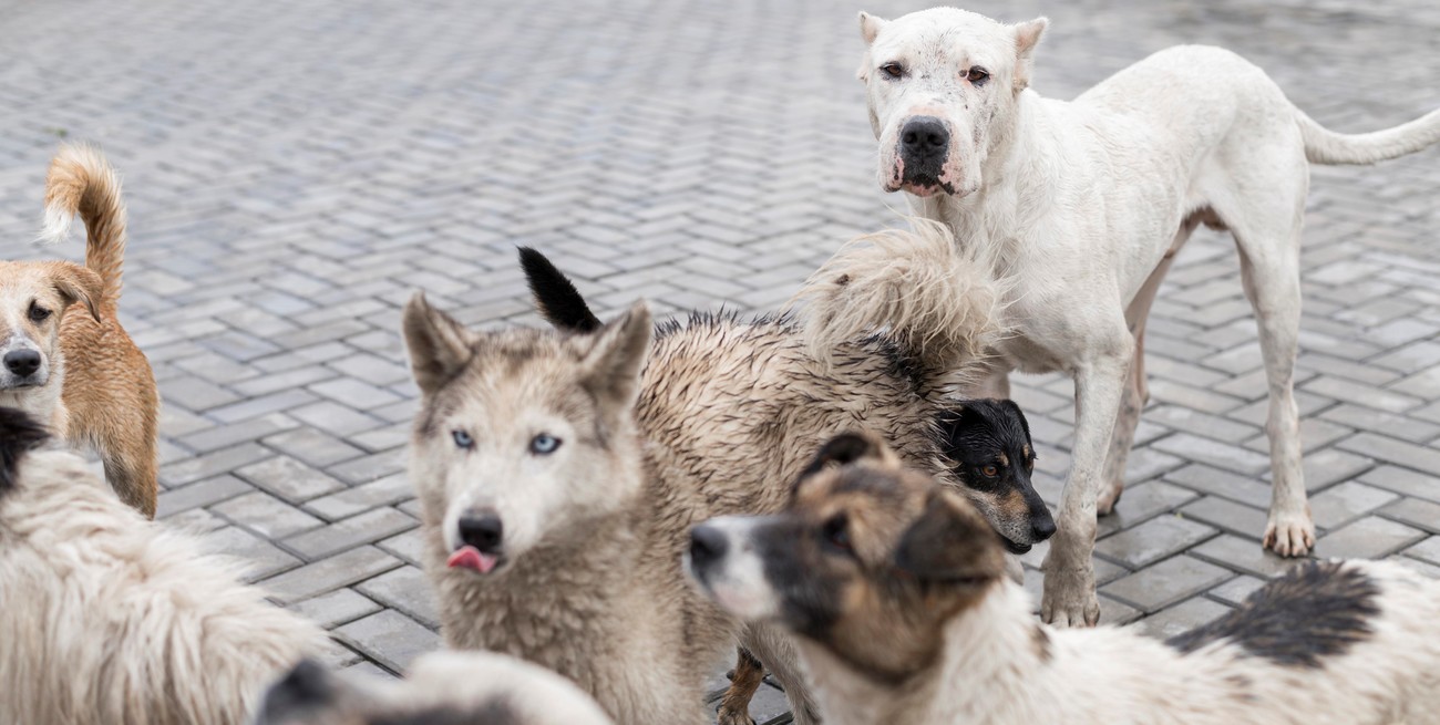 Mar del Plata: una mujer envenenó a sus 28 mascotas y luego se quitó la vida