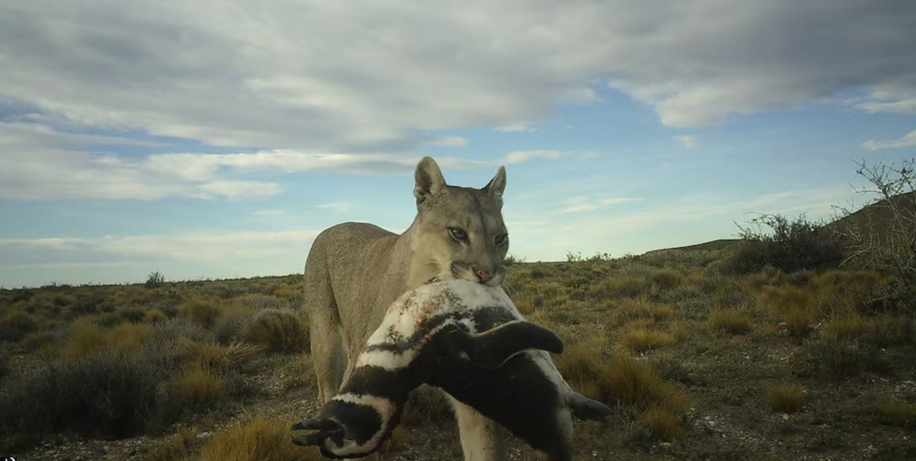 Detectan en la Patagonia a pumas que comenzaron a cazar pingüinos