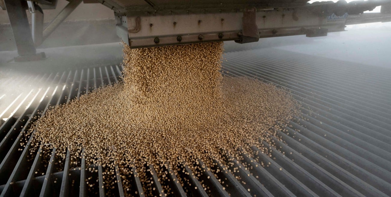 Maíz en niveles históricos y soja firme: las nuevas estimaciones de la BCR