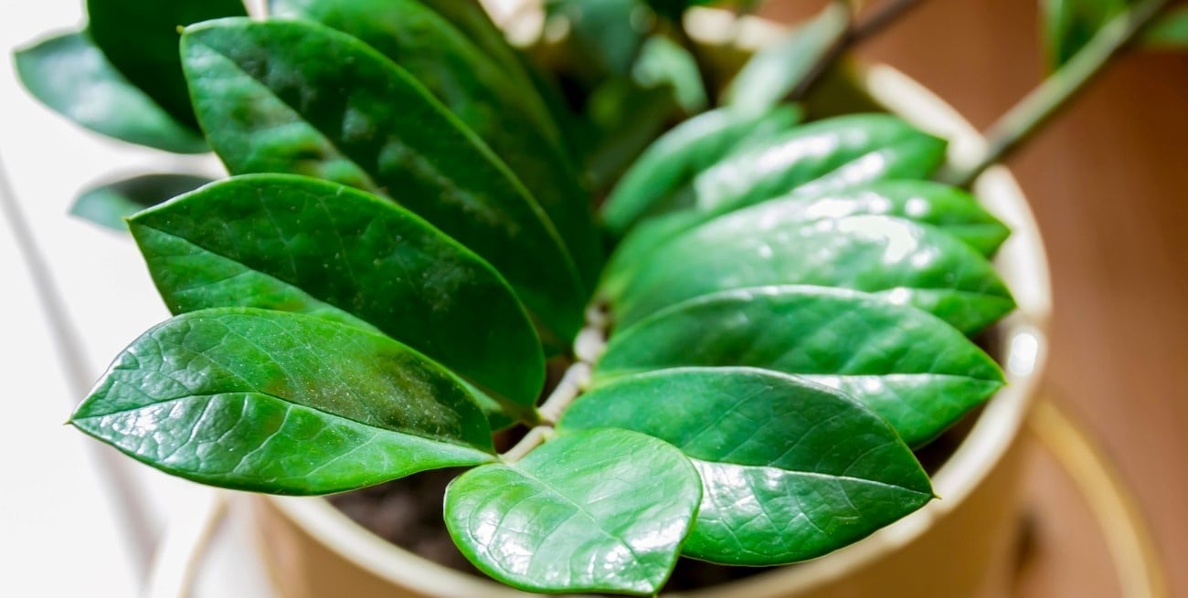 Plantas de interior que ocupan poco lugar y transforman el hogar