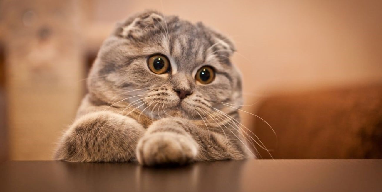 Día Internacional del Gato: por qué se celebra cada 20 de febrero y cuál es su origen