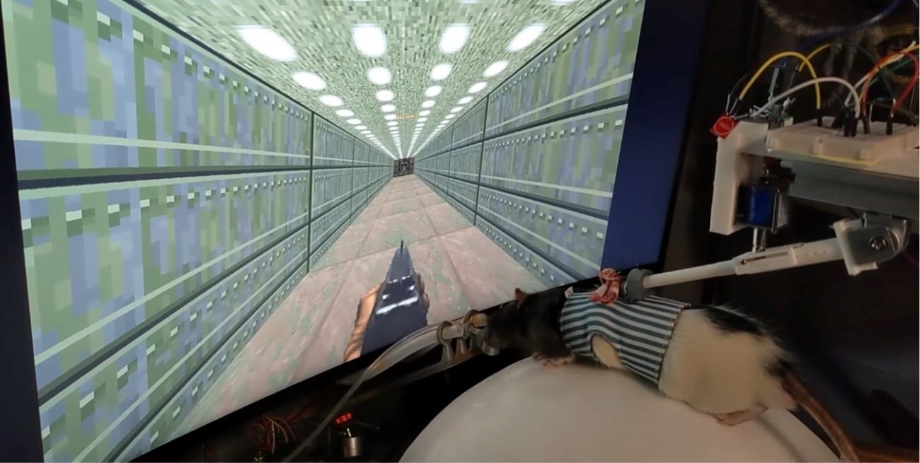 Entrenan ratas para jugar al Doom: ya aprendieron a moverse y disparar en el juego