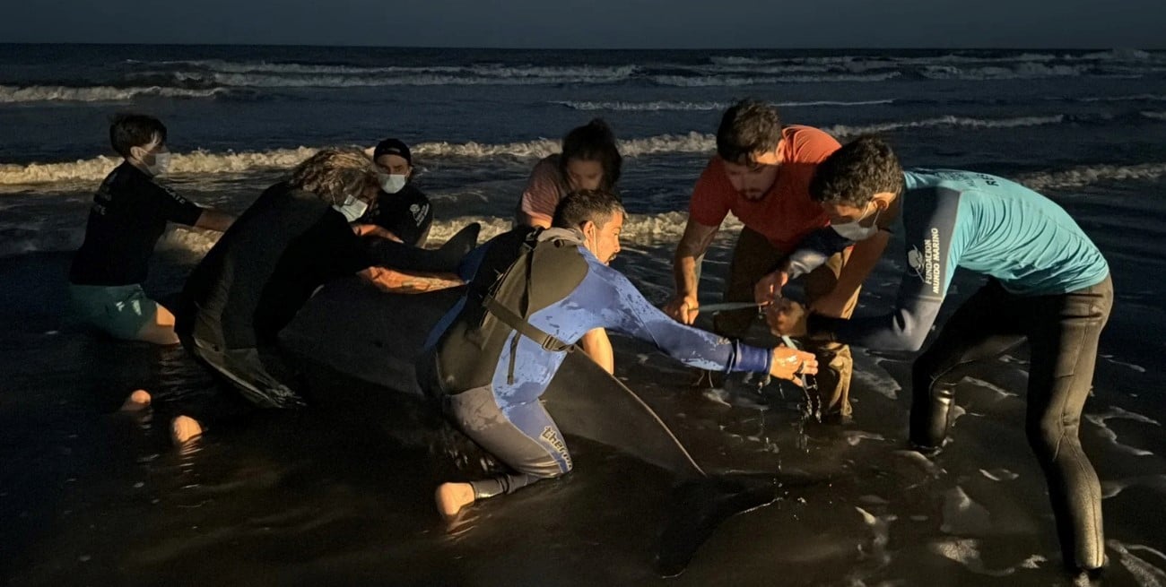 Varamiento de un zifio en San Clemente: intenso operativo de rescate de una especie casi desconocida en la costa argentina