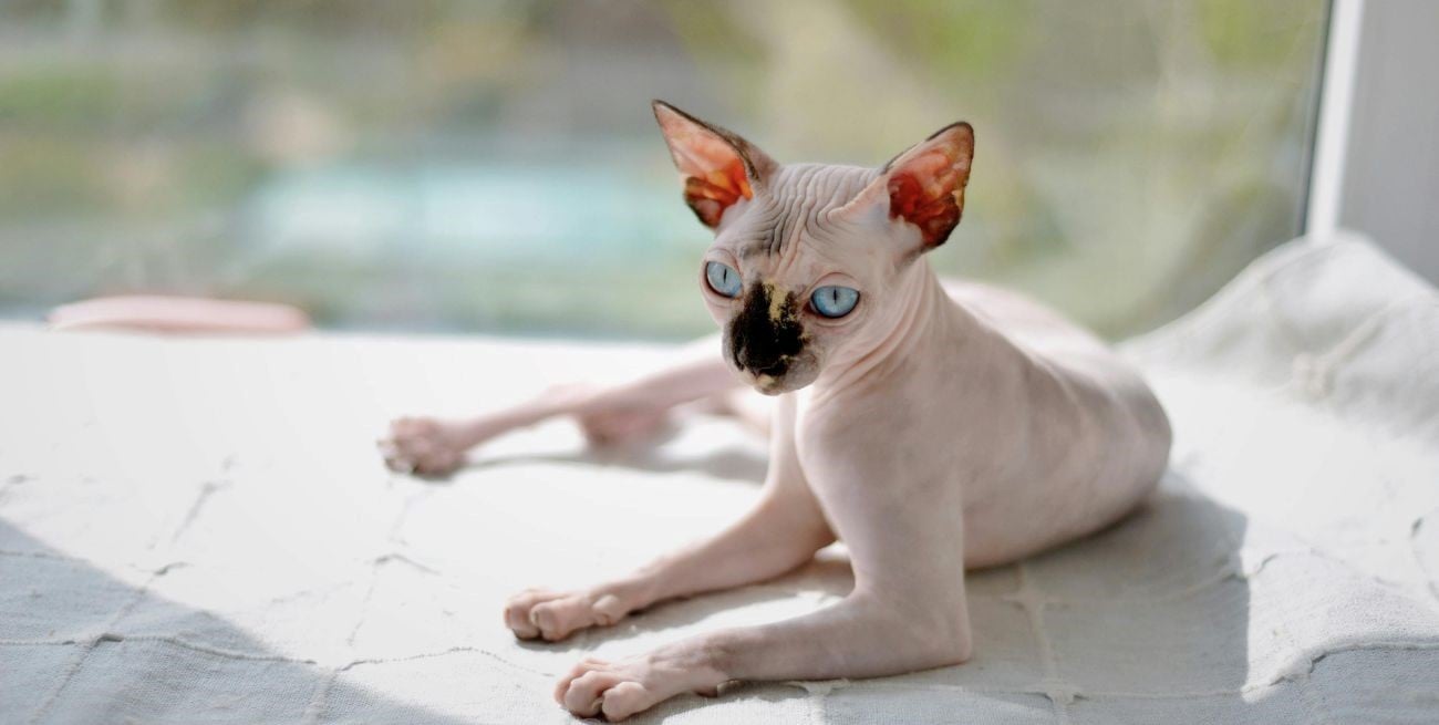 Un país prohibirá los gatos esfinge y coloca costosas multas: cuáles son los motivos