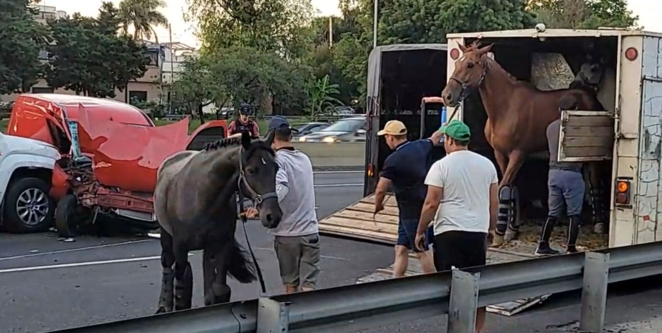 Accidente múltiple en la General Paz dejó un herido y obligó a rescatar siete caballos