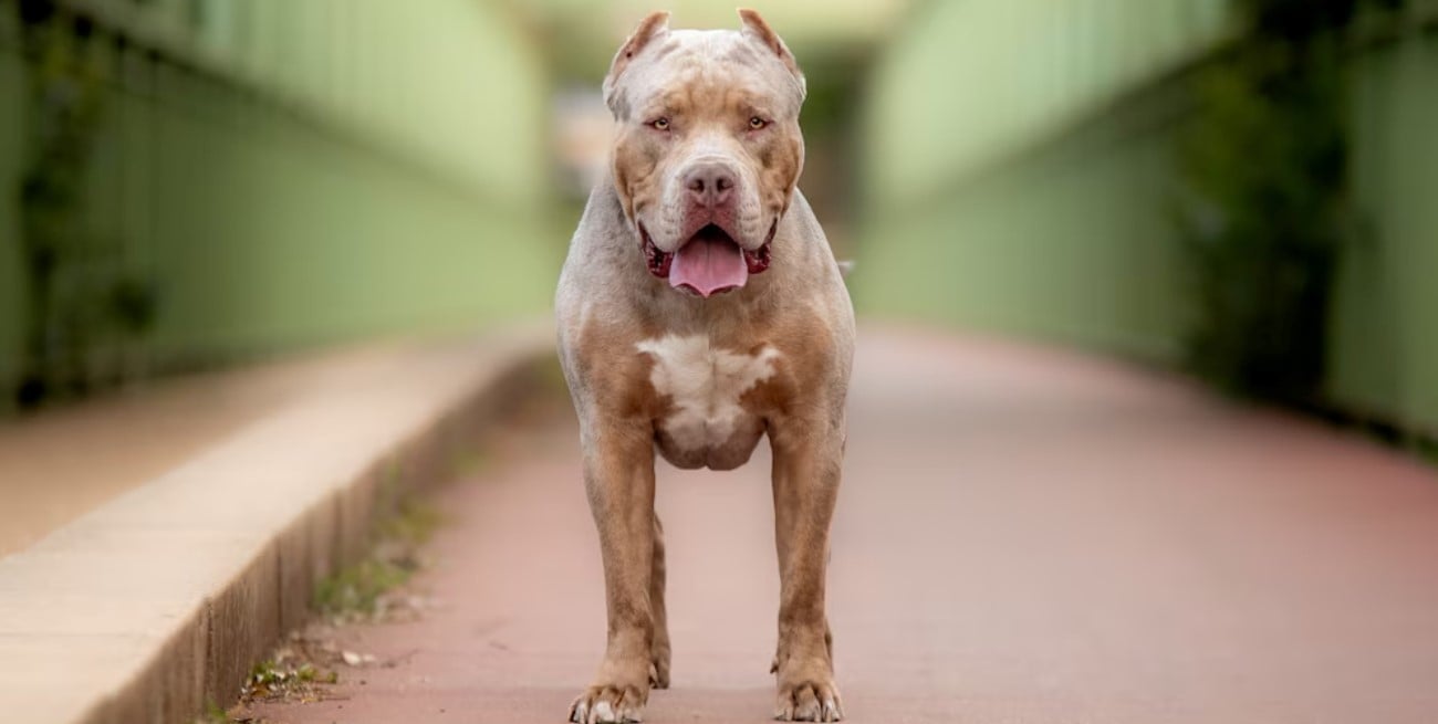 Un hombre fue atacado por su perro Pitbull en Santiago del Estero