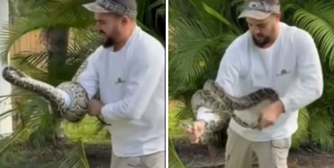 Pánico en un barrio de Miami: hallaron una pitón birmana de 2 metros escondida en una palmera