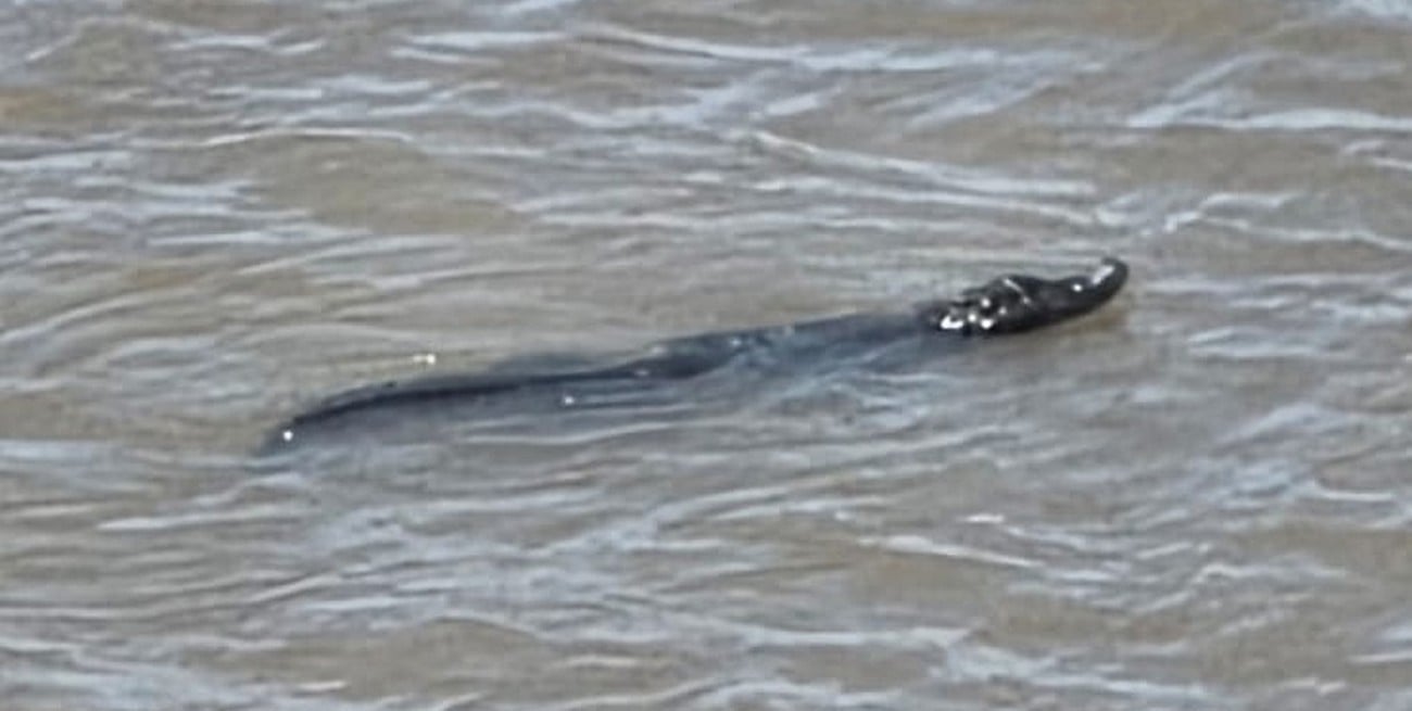 Sorpresa en la Costanera del Puerto: avistaron un yacaré en el río Santa Fe