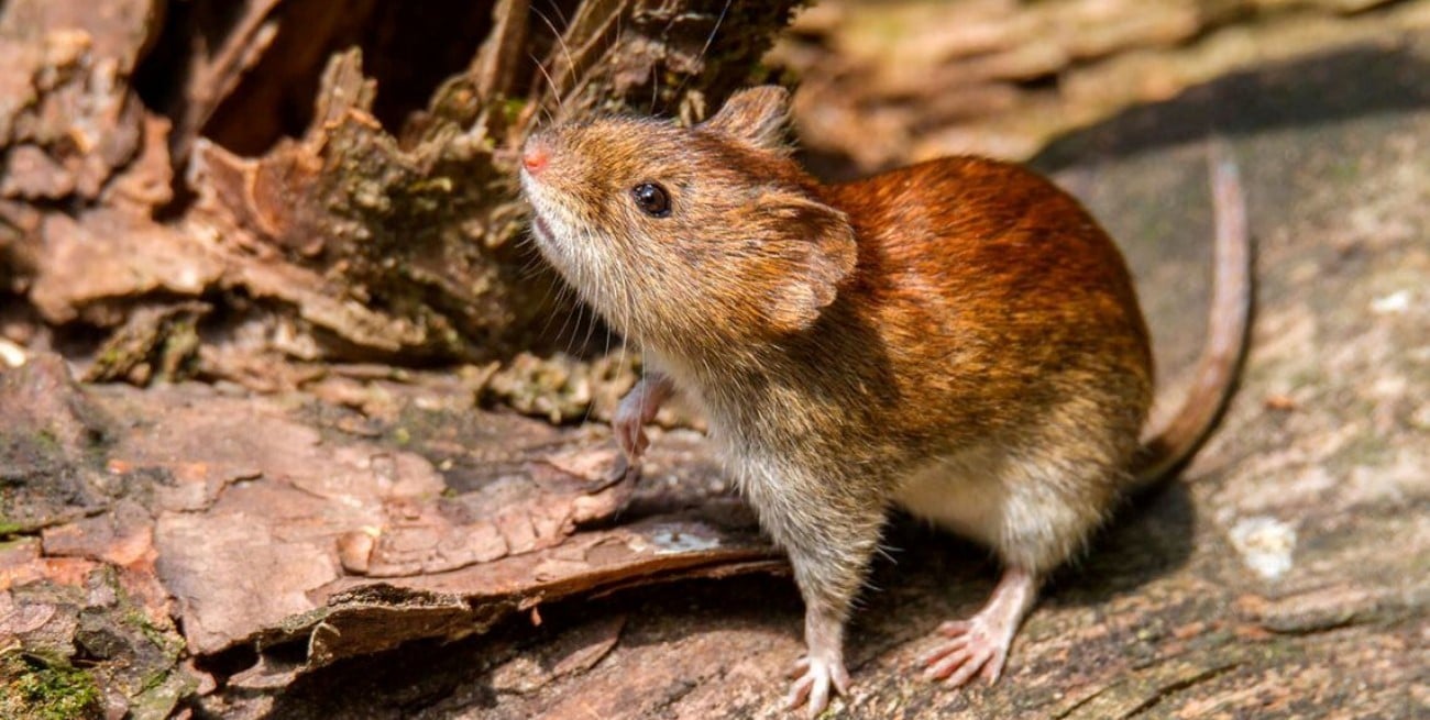 Alerta por hantavirus en Salta: 12 casos confirmados y cinco muertes
