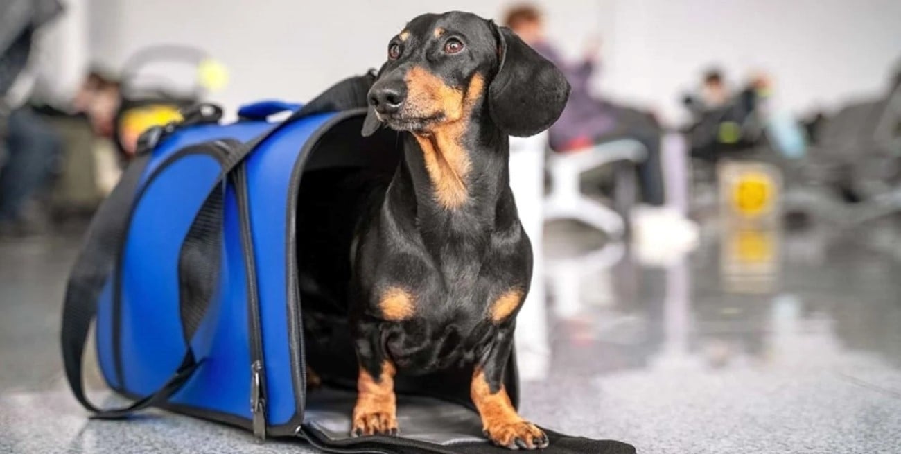 Los animales domésticos ya pueden viajar en colectivos y trenes de larga distancia en Argentina