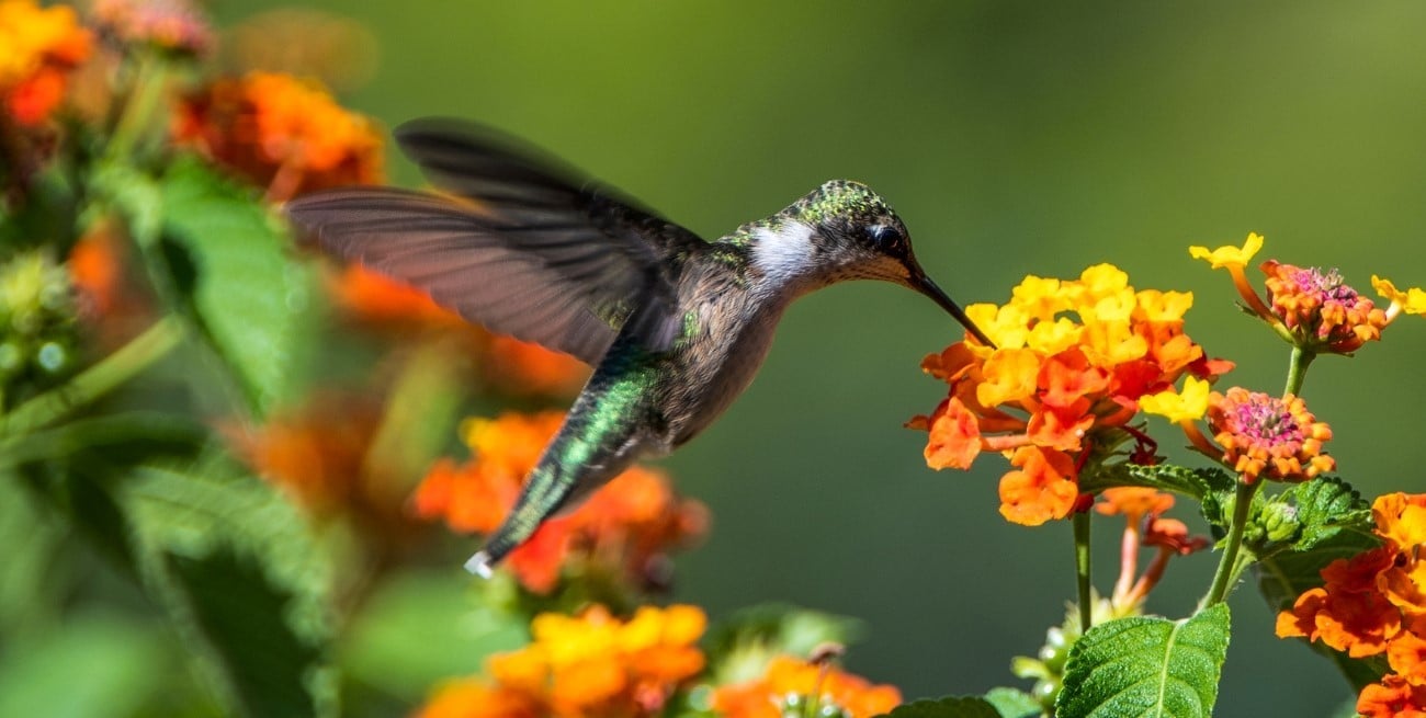 El secreto para que los colibríes visiten tu jardín todos los días