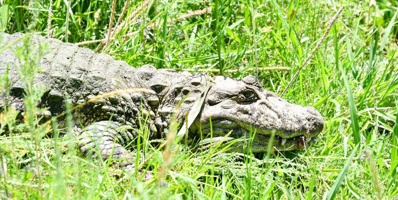 Santa Fe liberó a Ricardito, el yacaré rehabilitado tras más de una década fuera de su hábitat
