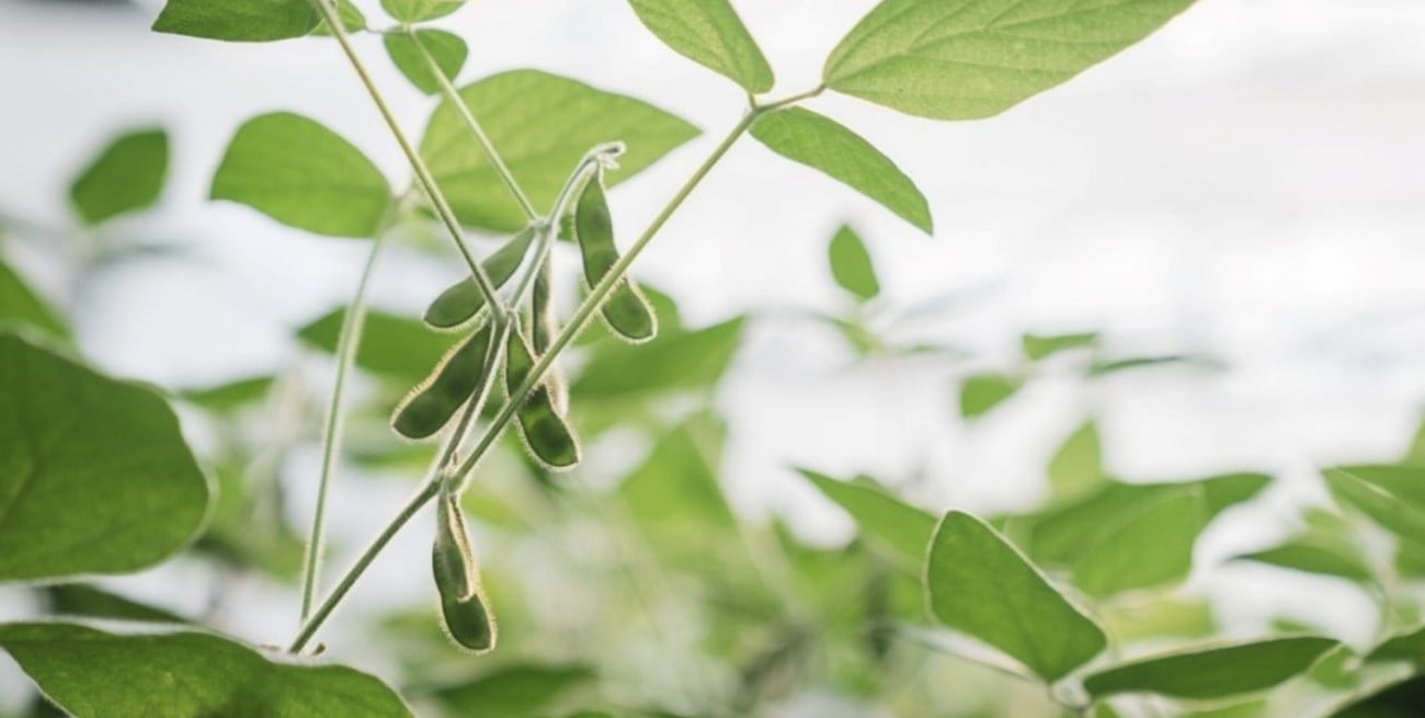 Soja de segunda: claves de manejo, densidad y genética para potenciar el rinde tras el trigo