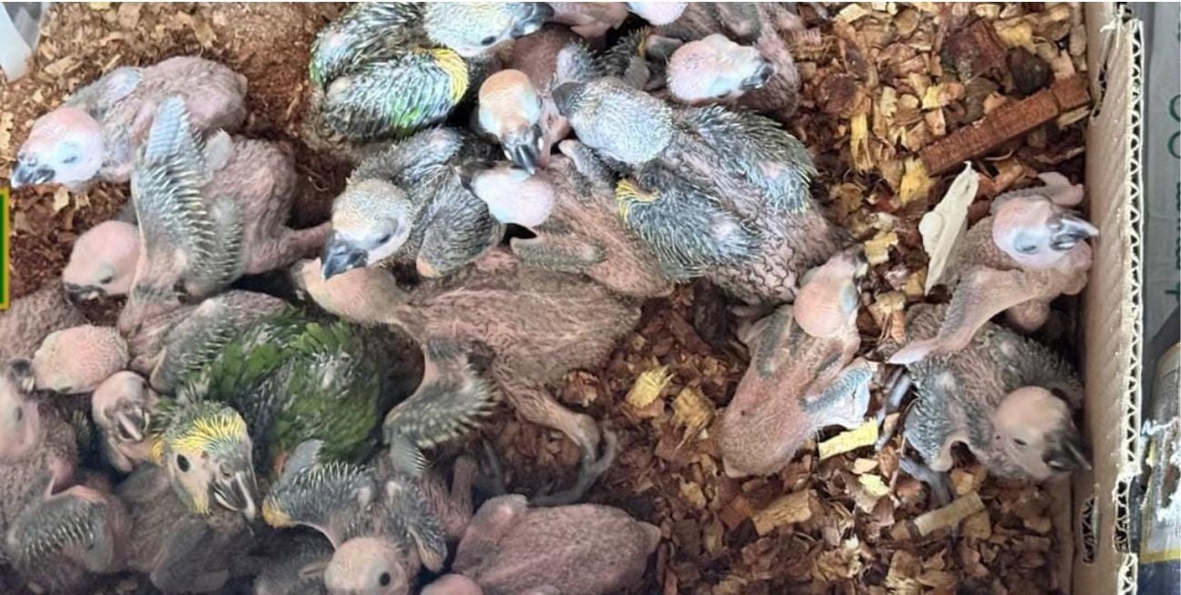 Descubren un cargamento ilegal de 70 loros barranqueros