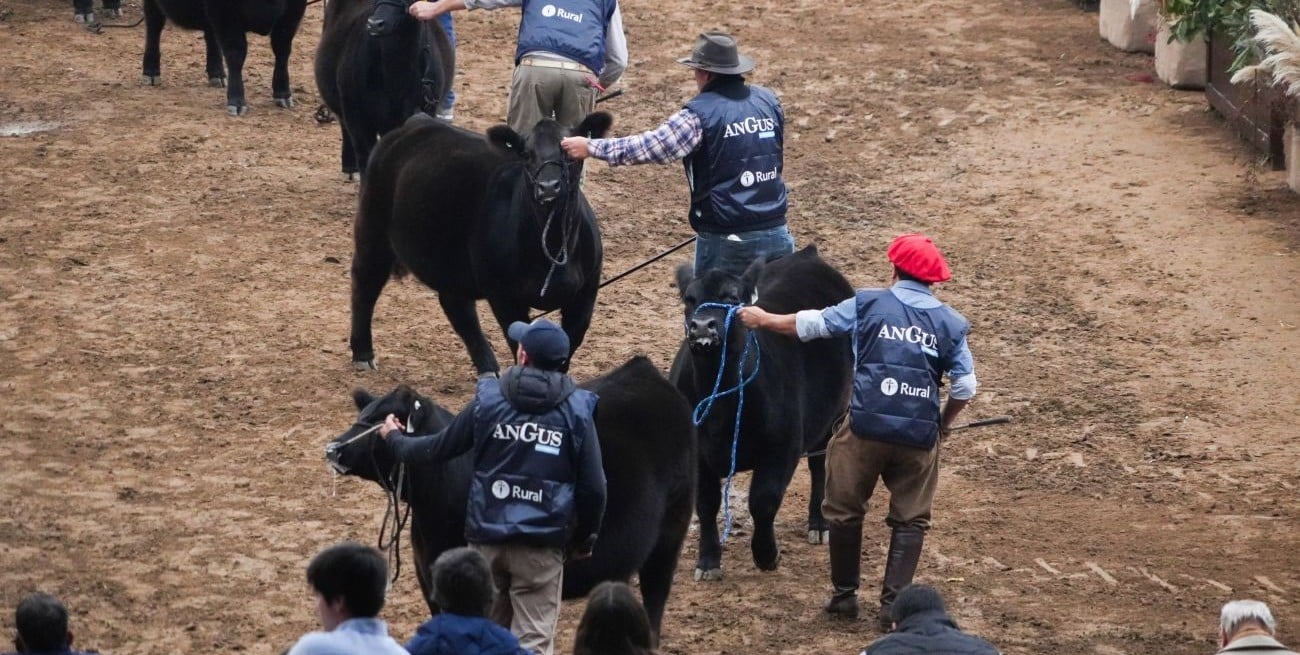 Angus hará historia en Palermo con la jura alternada en todas sus categorías

