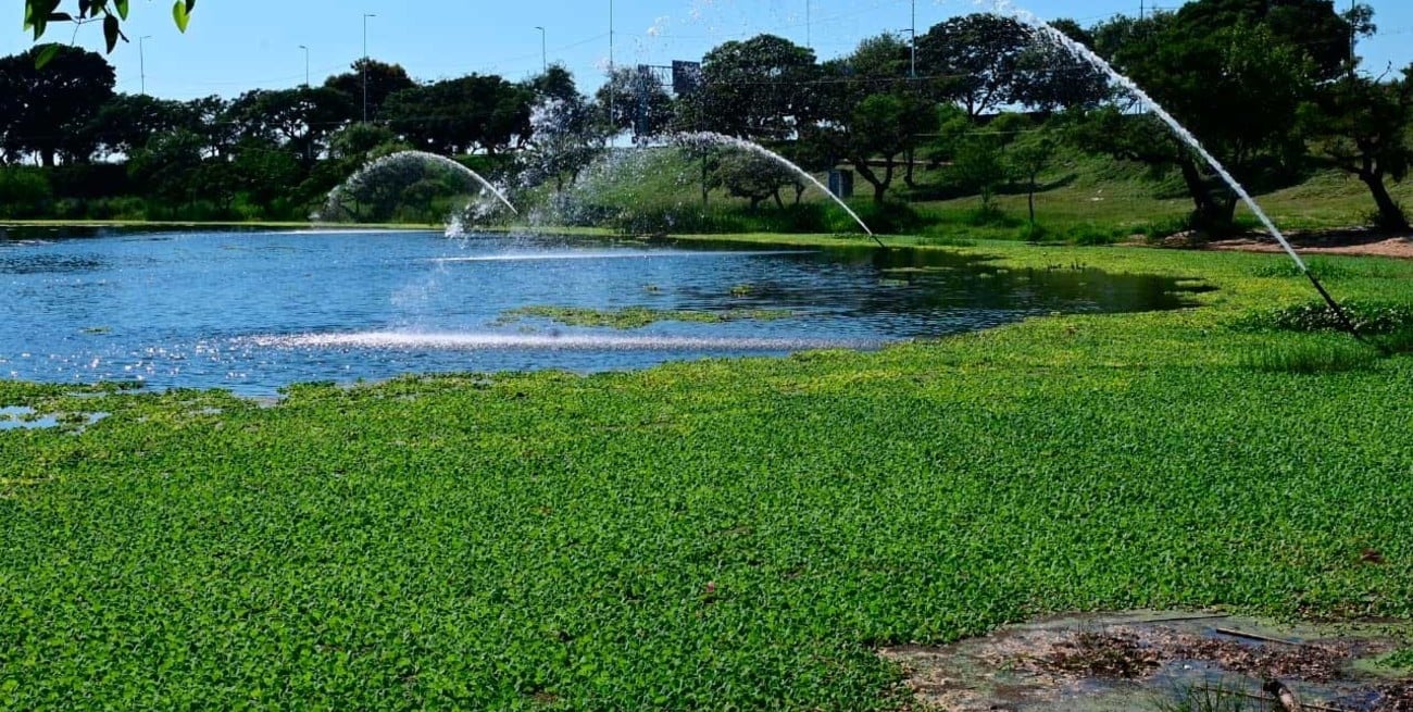 Vuelven a asomar los repollitos en el lago del Parque del Sur