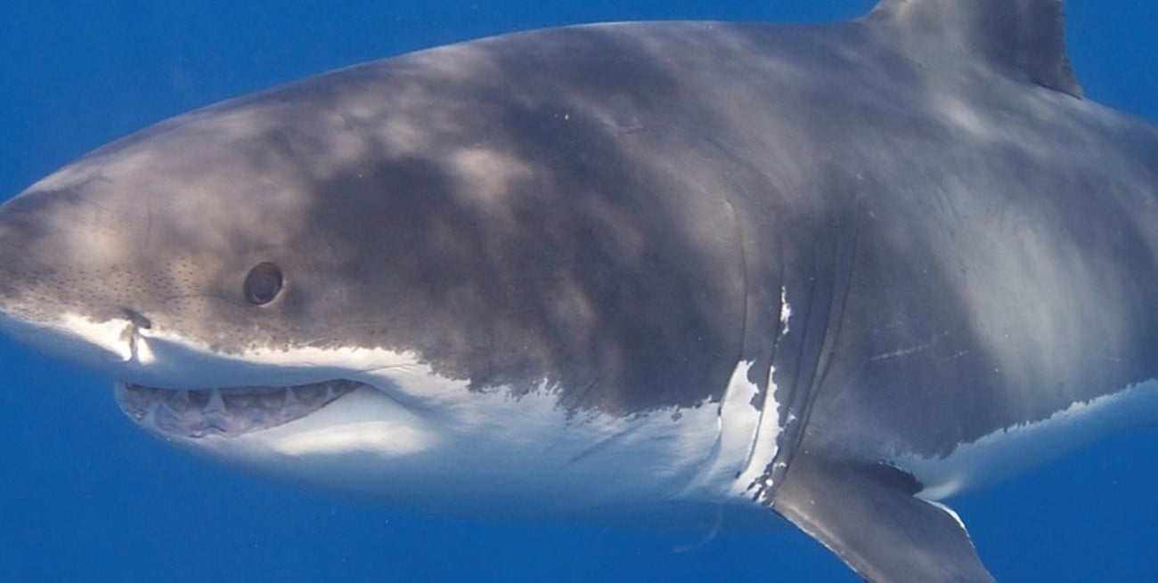 Hallaron sin vida a una triatleta desaparecida en California e investigan el ataque de un tiburón