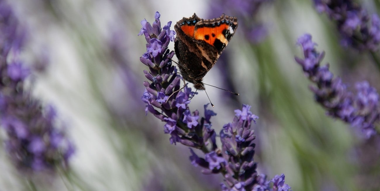 Cinco plantas que florecen todo el año y llenan de color tu hogar